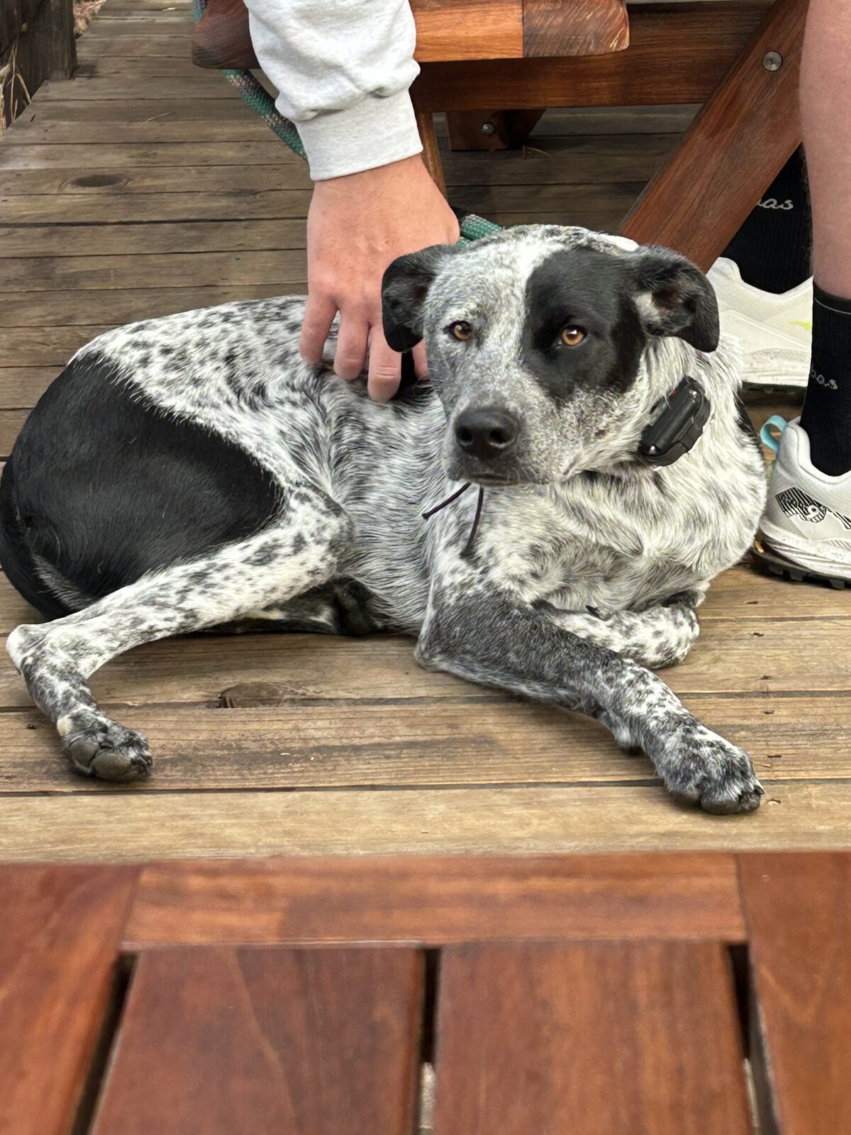 Another guest's dog at breakfast
