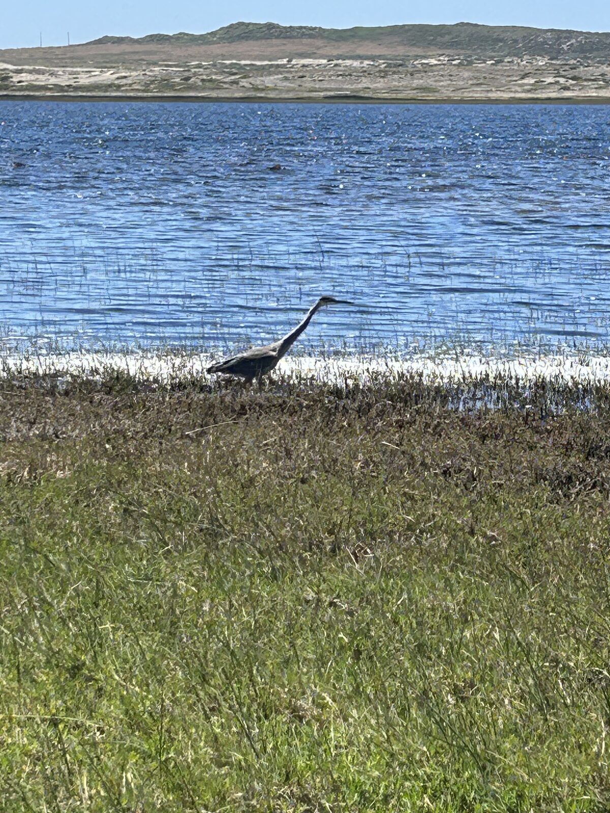 Great blue heron at the edge of the lagoon