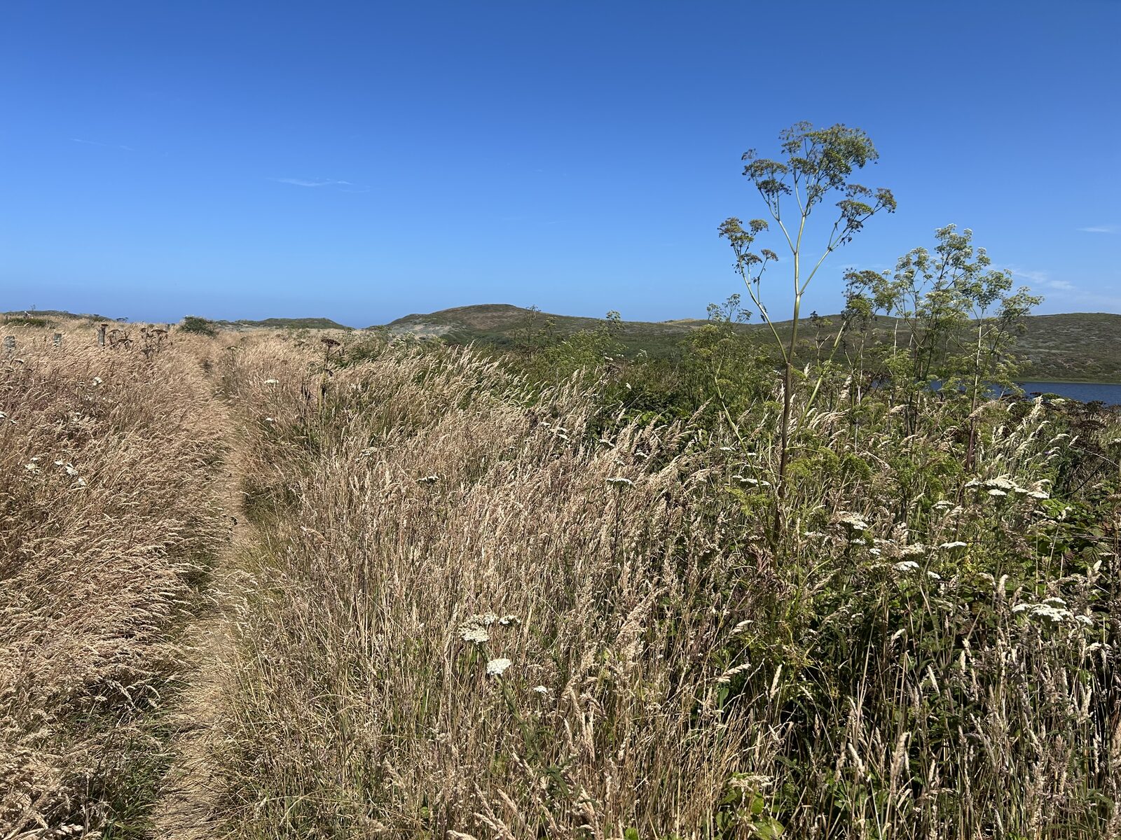 Trail through tall grass toward the lagoon