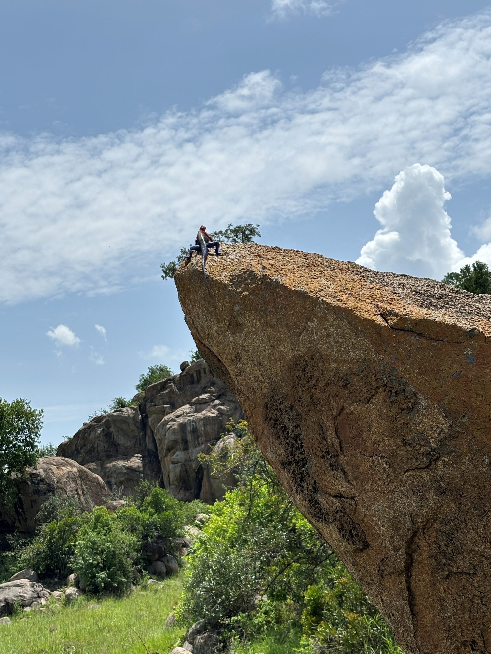 A male agama lizard on a kopje boulder — vivid red-orange head against the grey granite, green grass behind