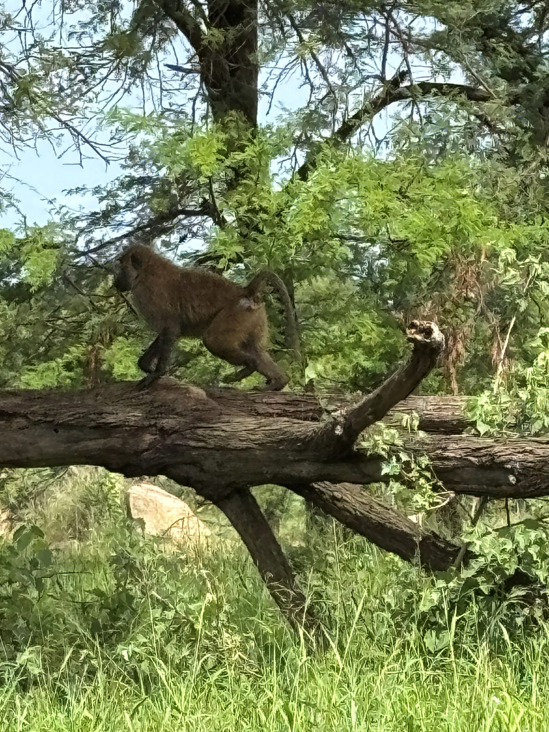 An olive baboon loping along a fallen tree trunk at the kopje base — Moru kopje granite and green bushland behind