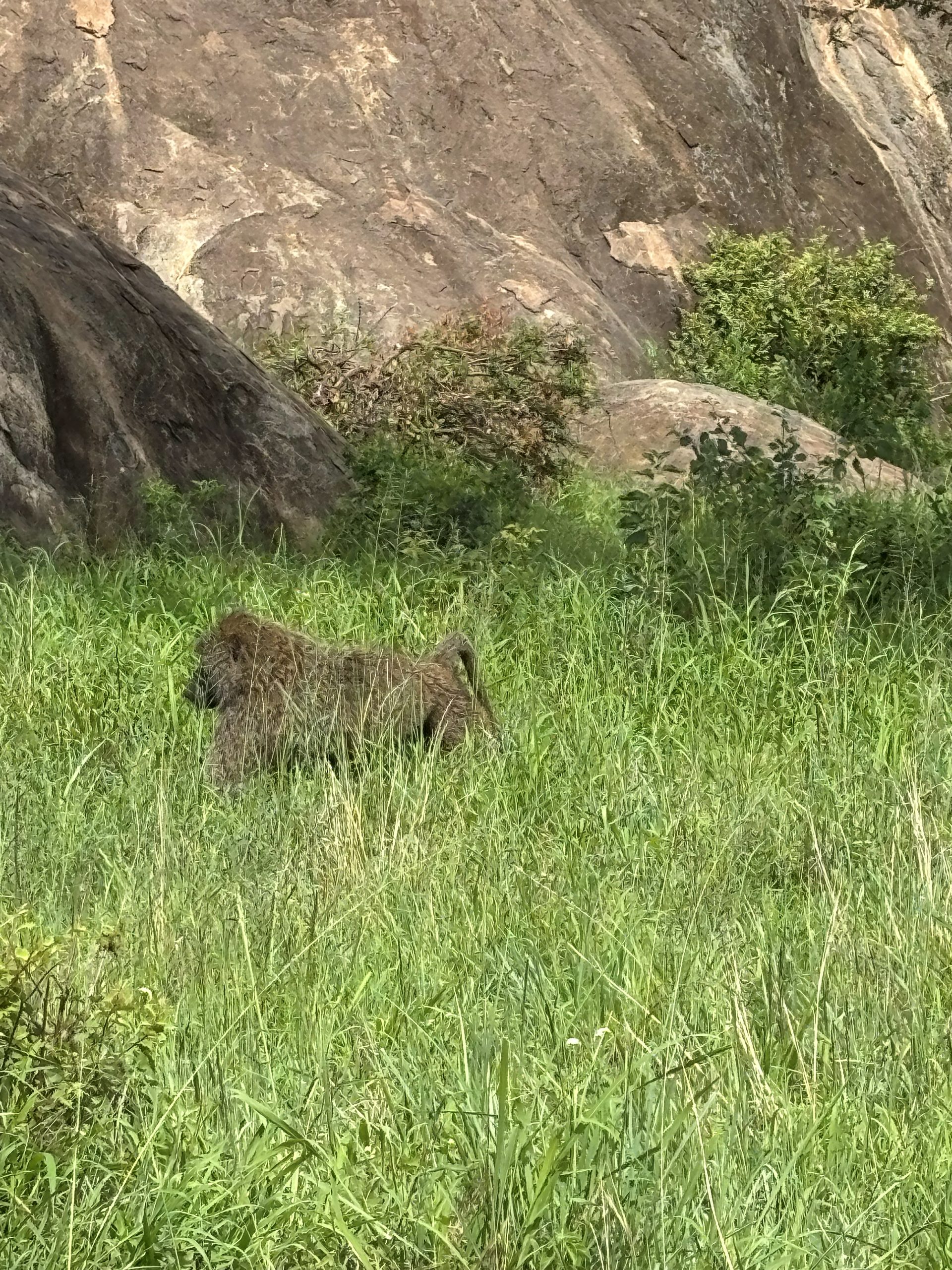 An olive baboon foraging through the tall green grass at the kopje base — partly hidden, the granite boulders above