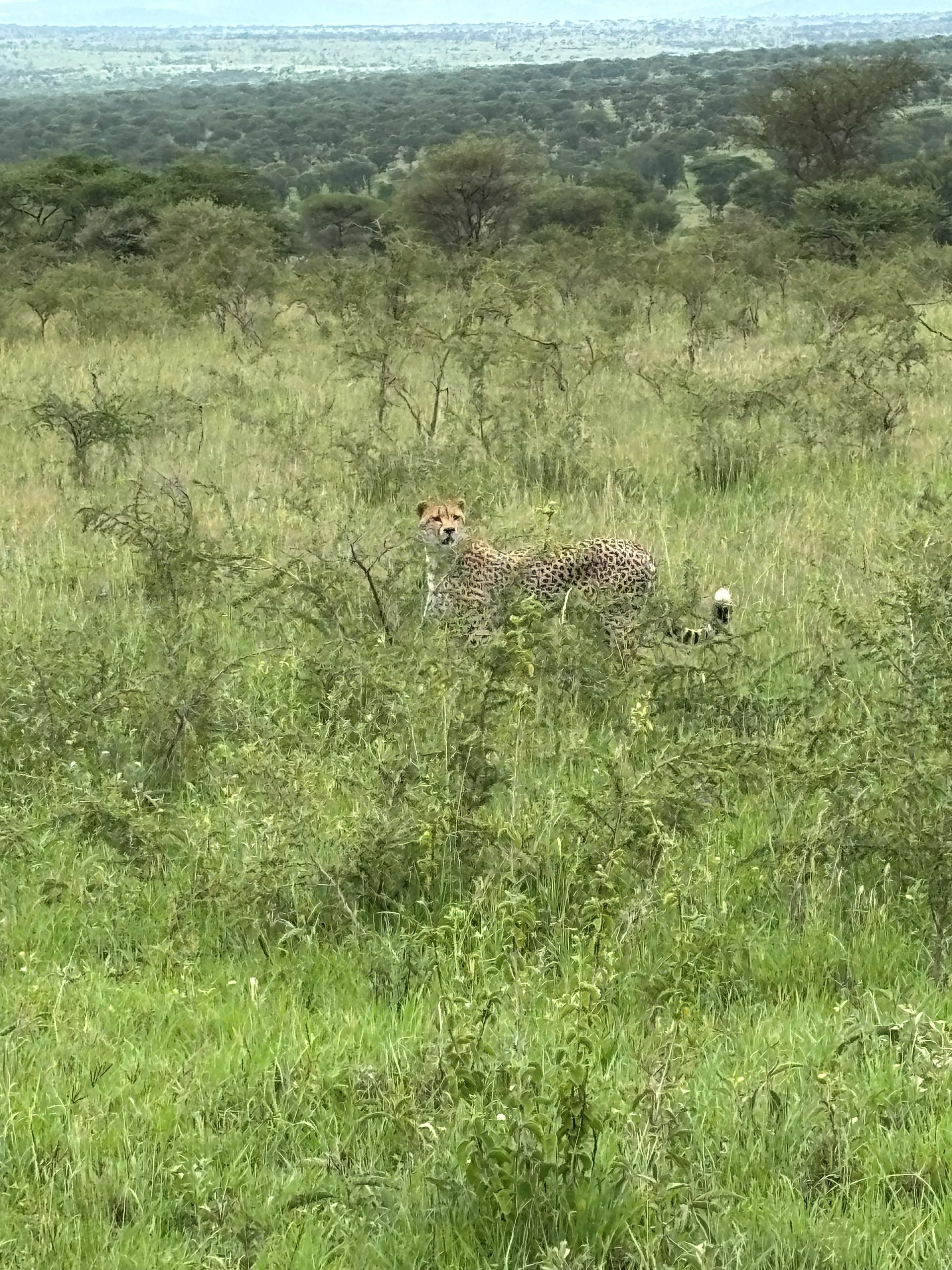 A cheetah standing alert in tall green Serengeti grass, looking directly at the camera — the vast plain stretching behind