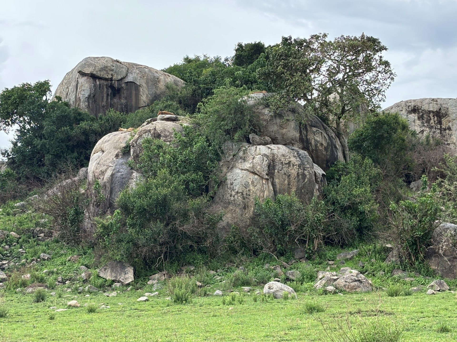 Lion cubs resting on a kopje rock formation in the Serengeti