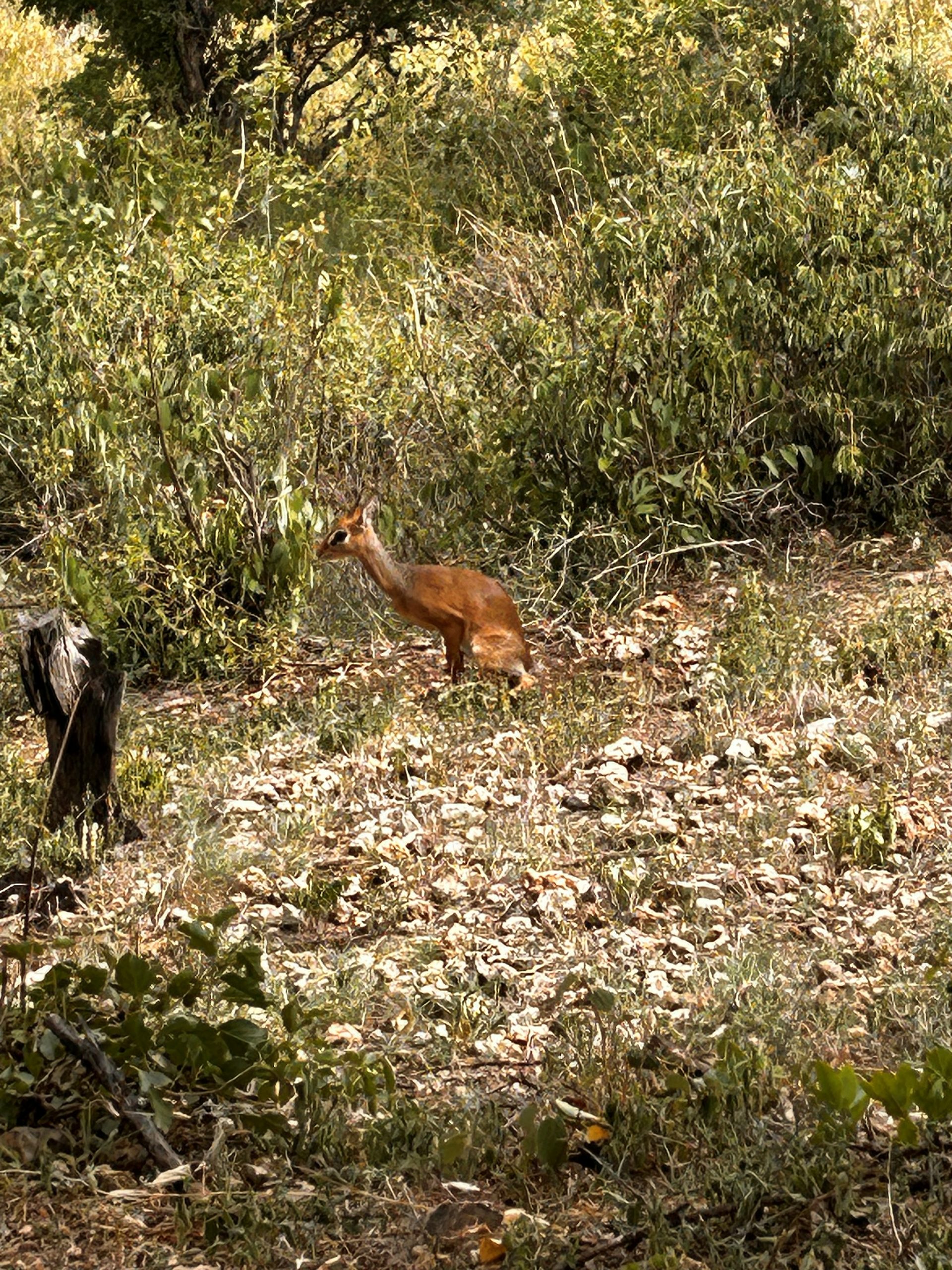 Dik-dik antelope in the Arusha National Park undergrowth