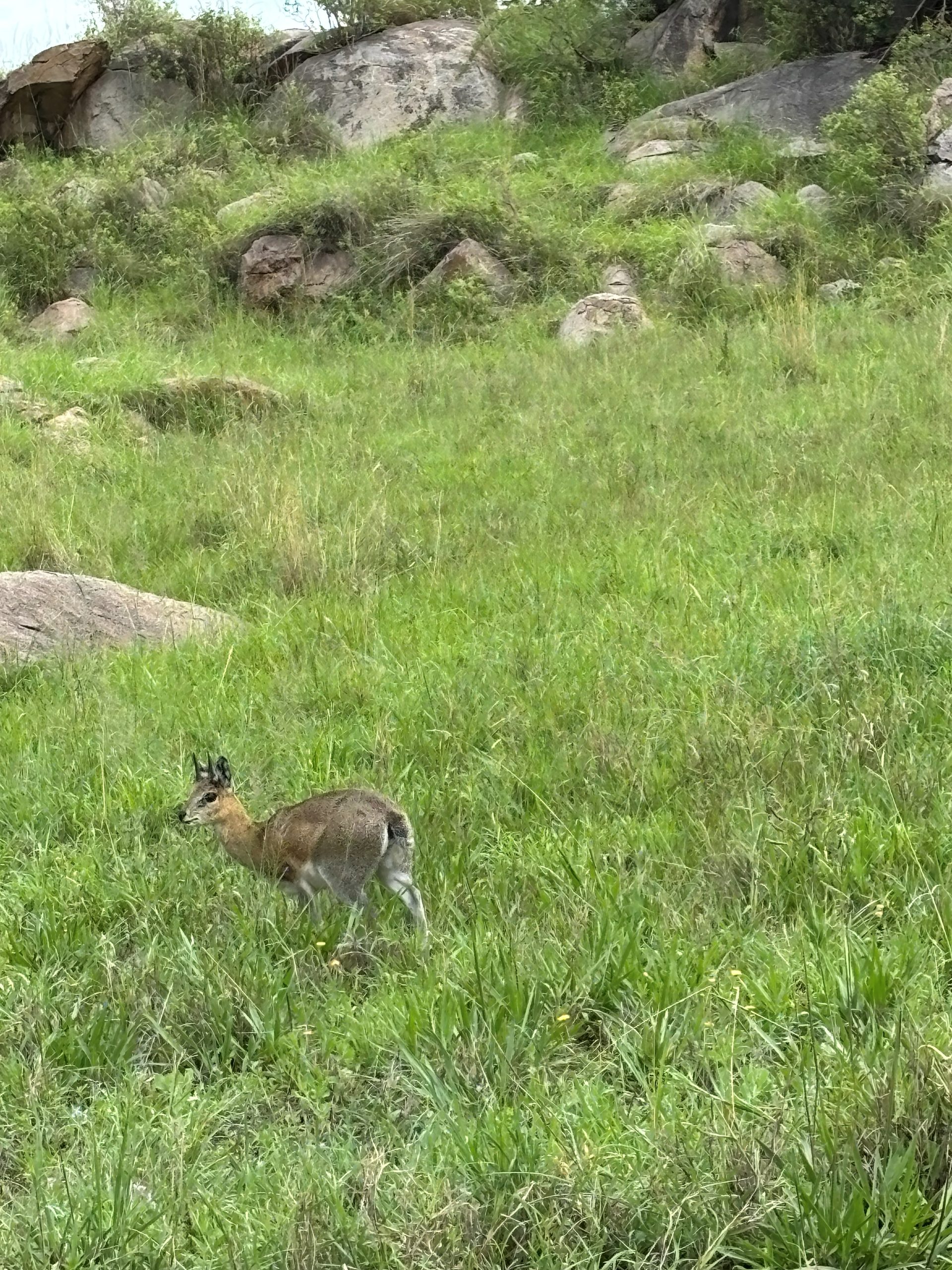 A dik-dik picking its way through the long grass at the base of a kopje — small, alert, enormous eyes