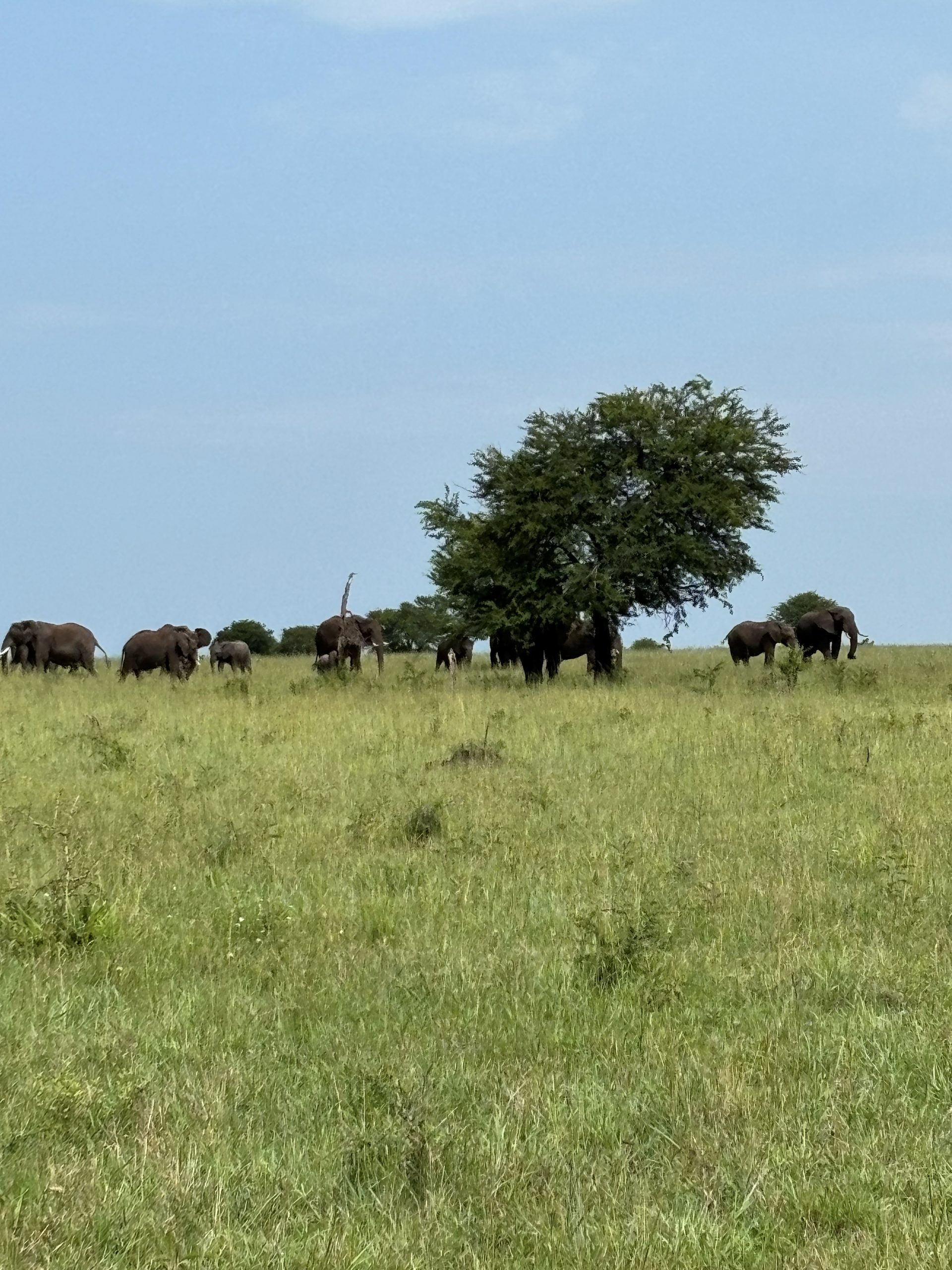 A herd of elephants moving across the Tarangire plain — adults and calves silhouetted against the blue sky and a lone acacia