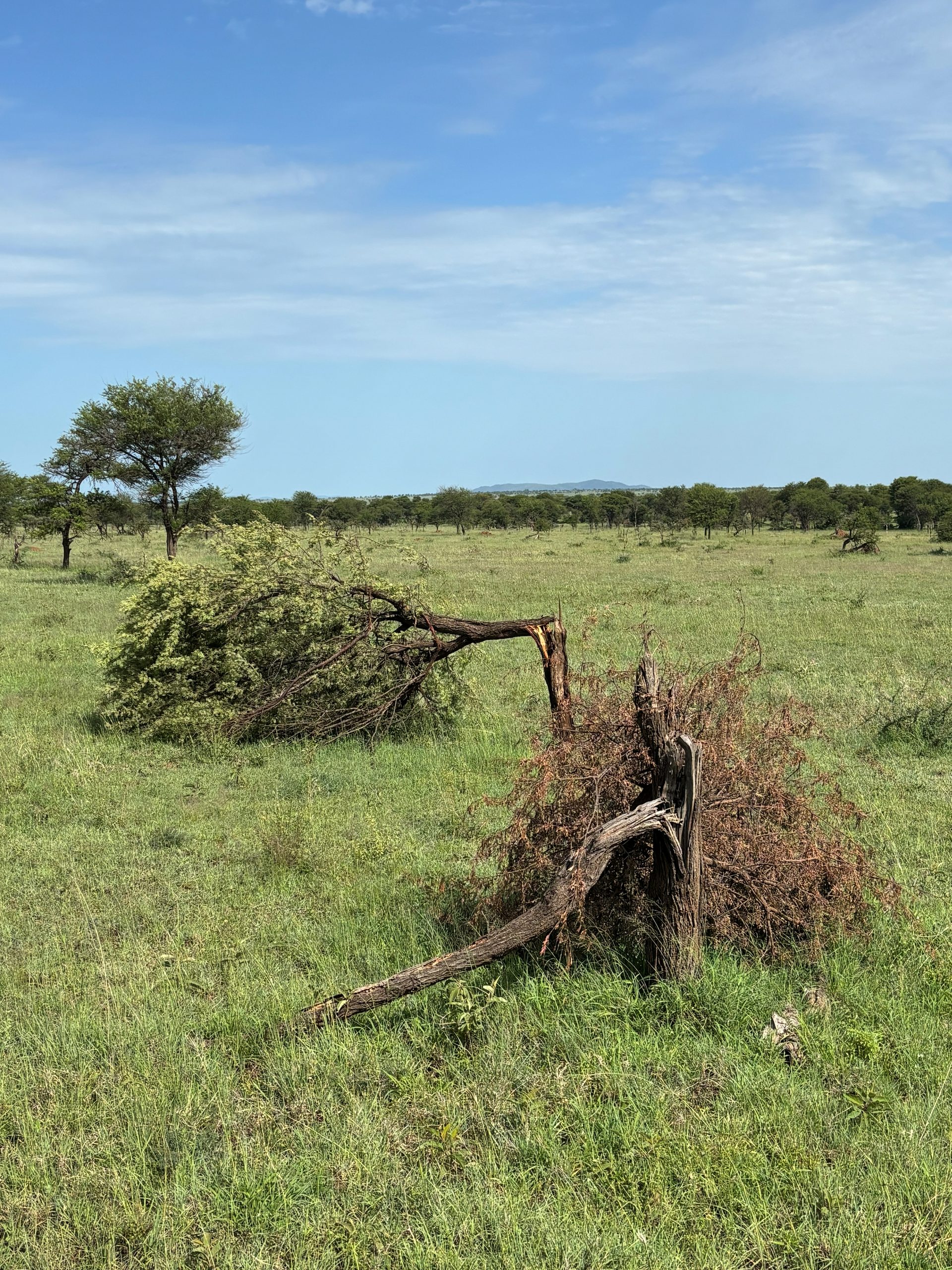 Two acacia trees pushed over and stripped bare on the Serengeti plain — elephant feeding damage, the landscape otherwise peaceful