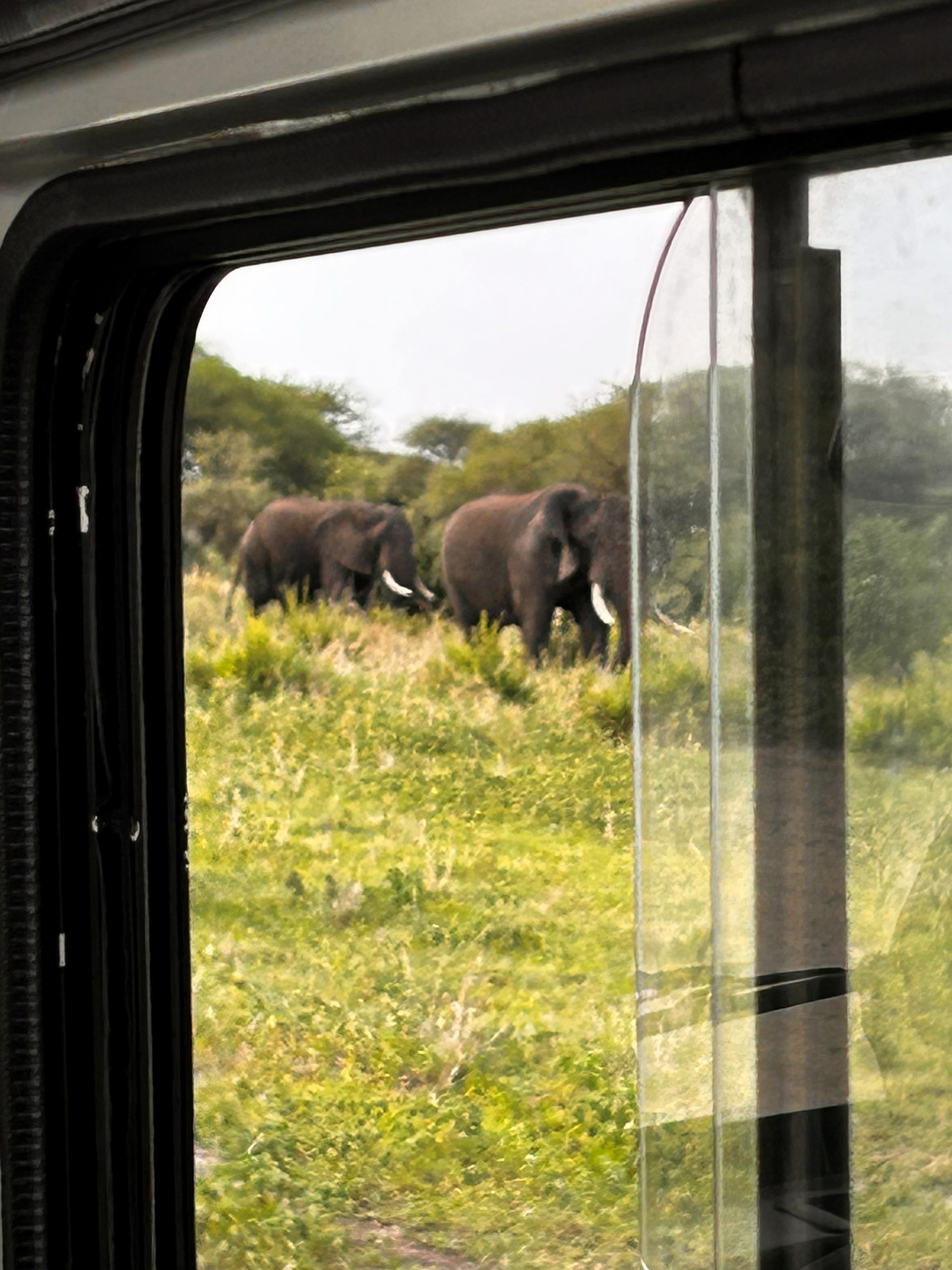 Two bull elephants with tusks framed through the Land Rover window