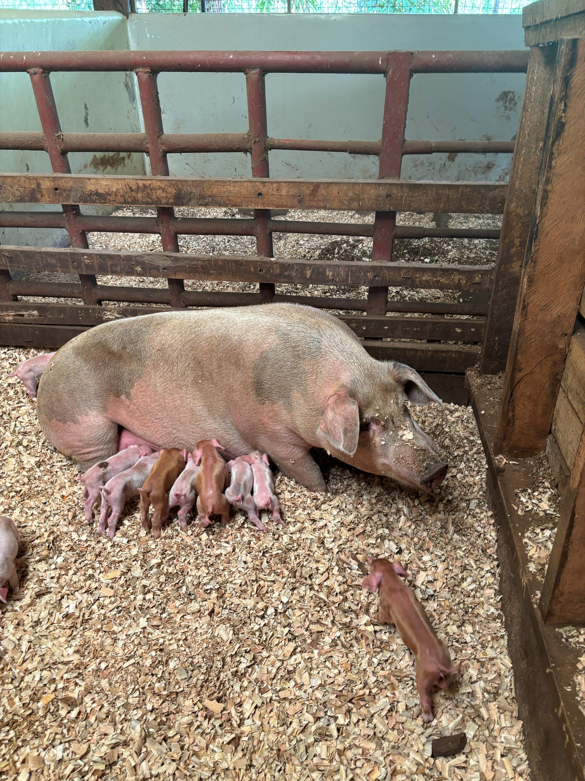 A large sow lying on her side in a wood-shaving pen at Gibb's Farm, nursing a litter of newborn piglets — perhaps eight or nine tiny pink piglets pressed against her, one straggler scrambling across the pen floor