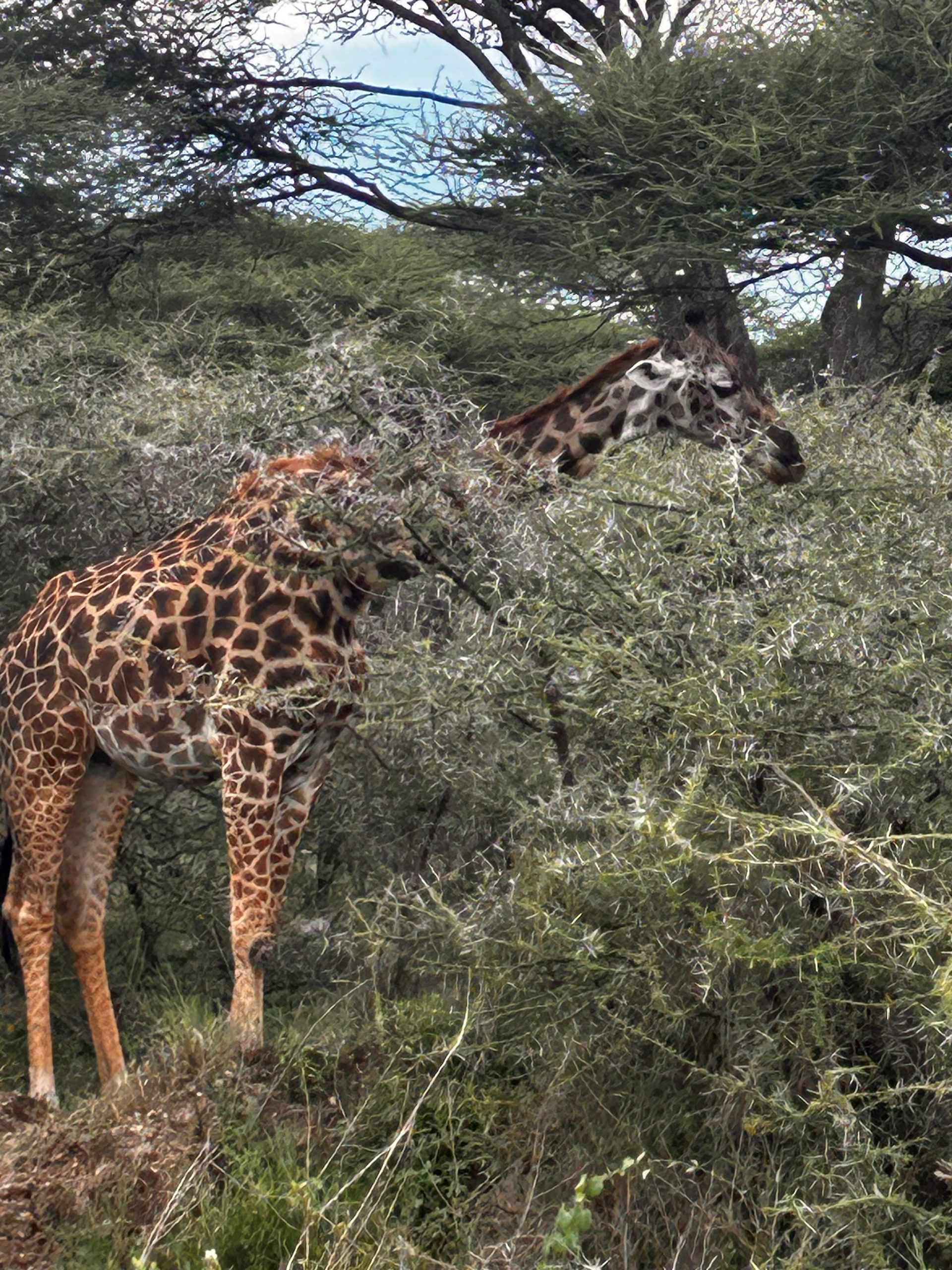 Giraffe feeding close-up through thorny acacia branches
