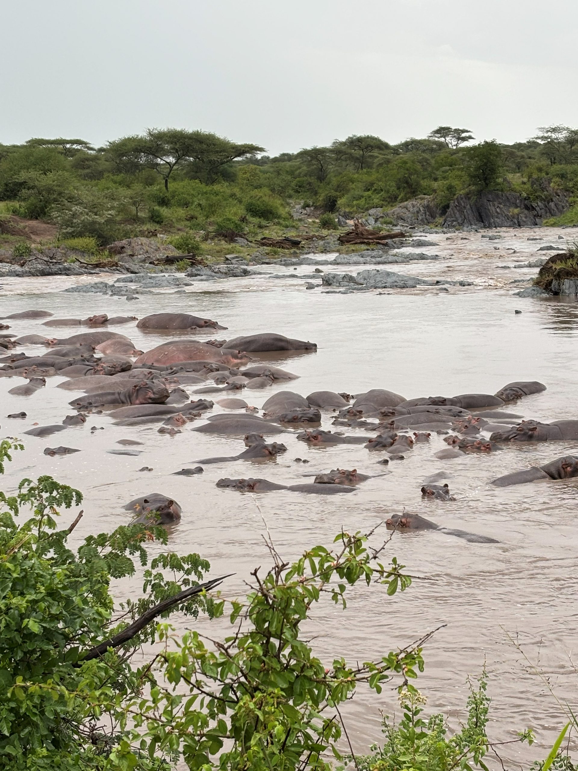 A large pod of hippopotamus packed together in the fast-flowing Grumeti River — dozens of grey backs breaking the surface