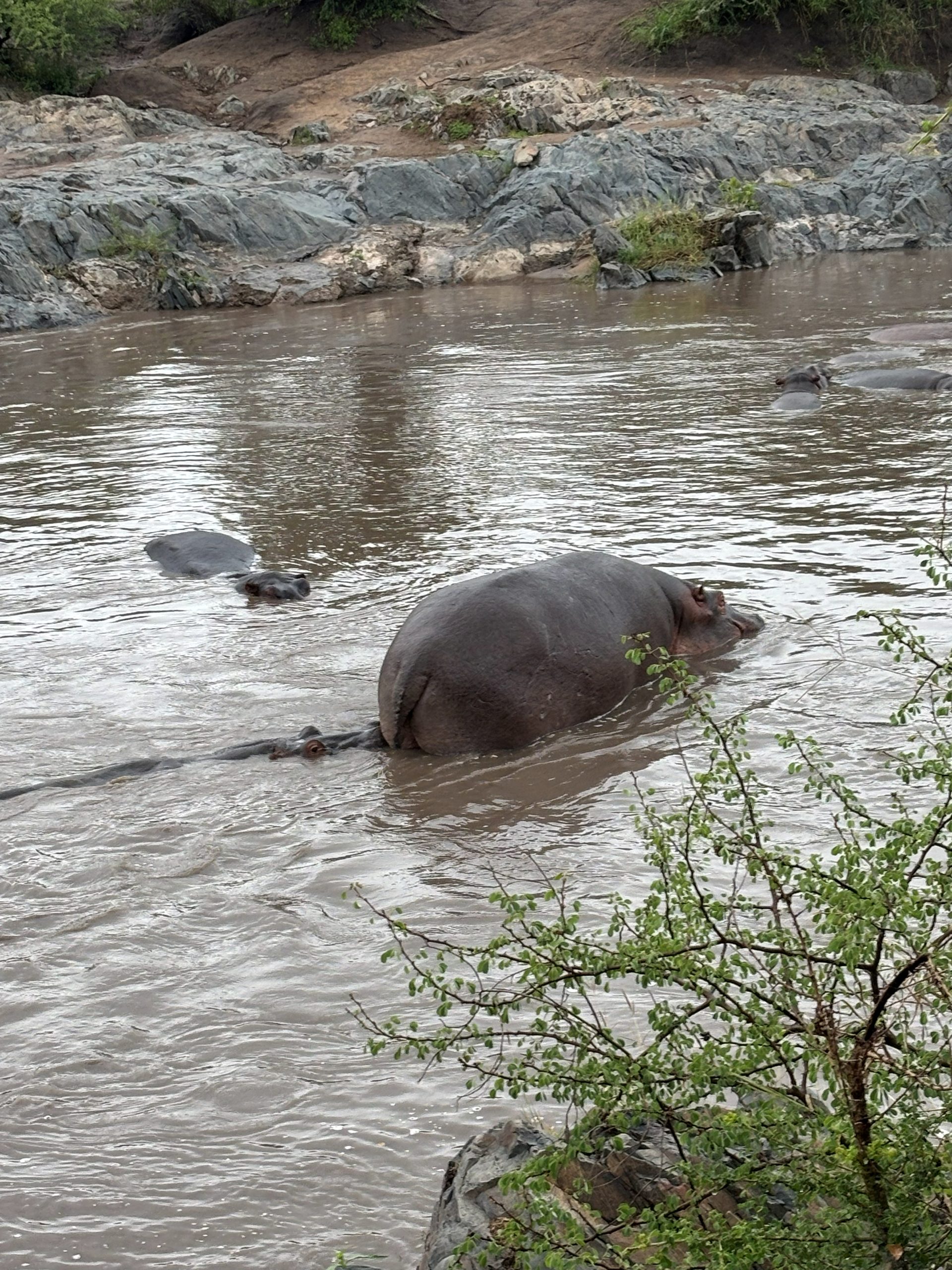 A large hippo close-up in the river, head raised and mouth slightly open — one eye fixed on the camera