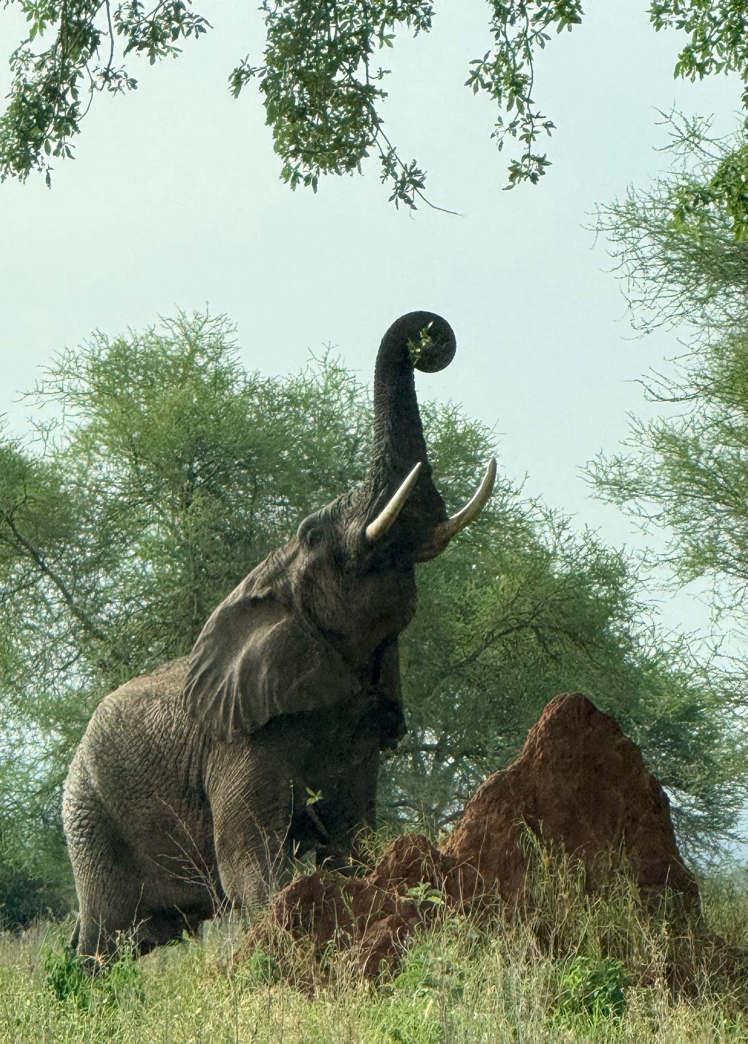 Bull elephant raising trunk high to reach leaves in the Tarangire canopy
