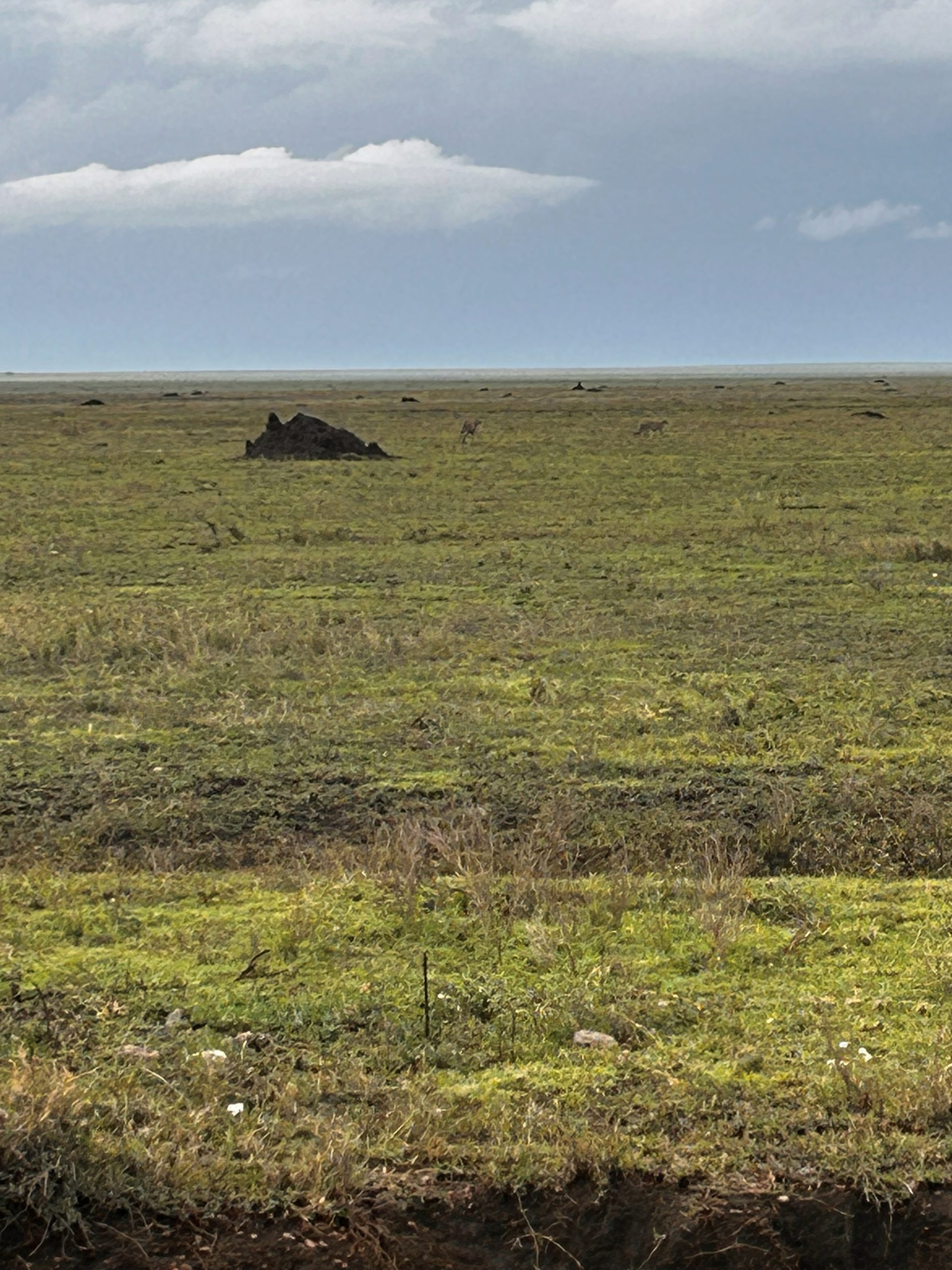 Two cheetah cubs tiny against the vast flat Serengeti plain