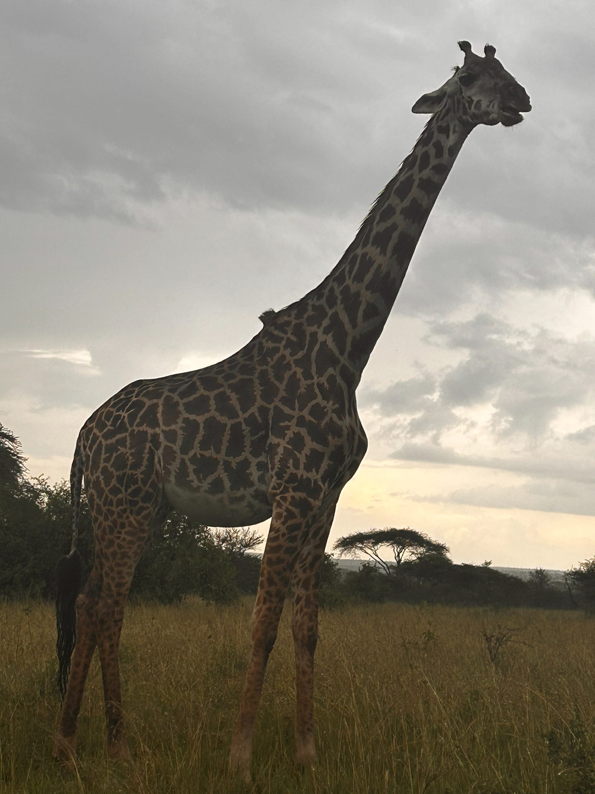 A Masai giraffe standing tall against the dramatic stormy Tarangire sky — neck fully extended, clouds building behind