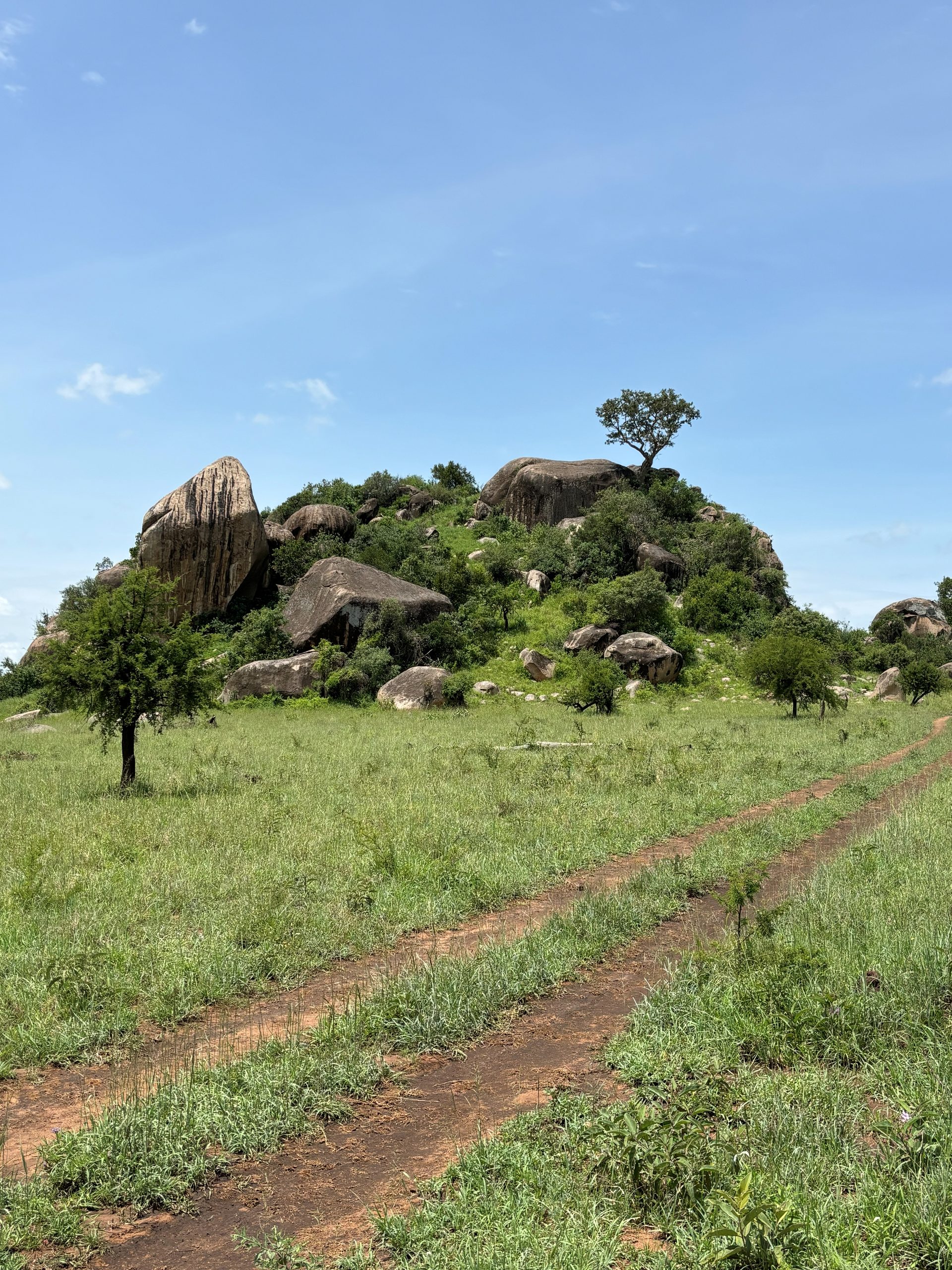 A Moru kopje rising from the Serengeti plain — stacked granite boulders covered with green bush, a lone acacia tree at the summit, red dirt tracks leading toward it