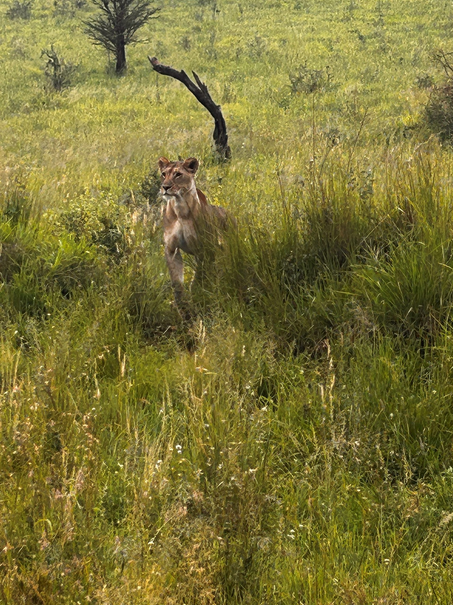 Lioness walking through tall Serengeti grass directly toward camera