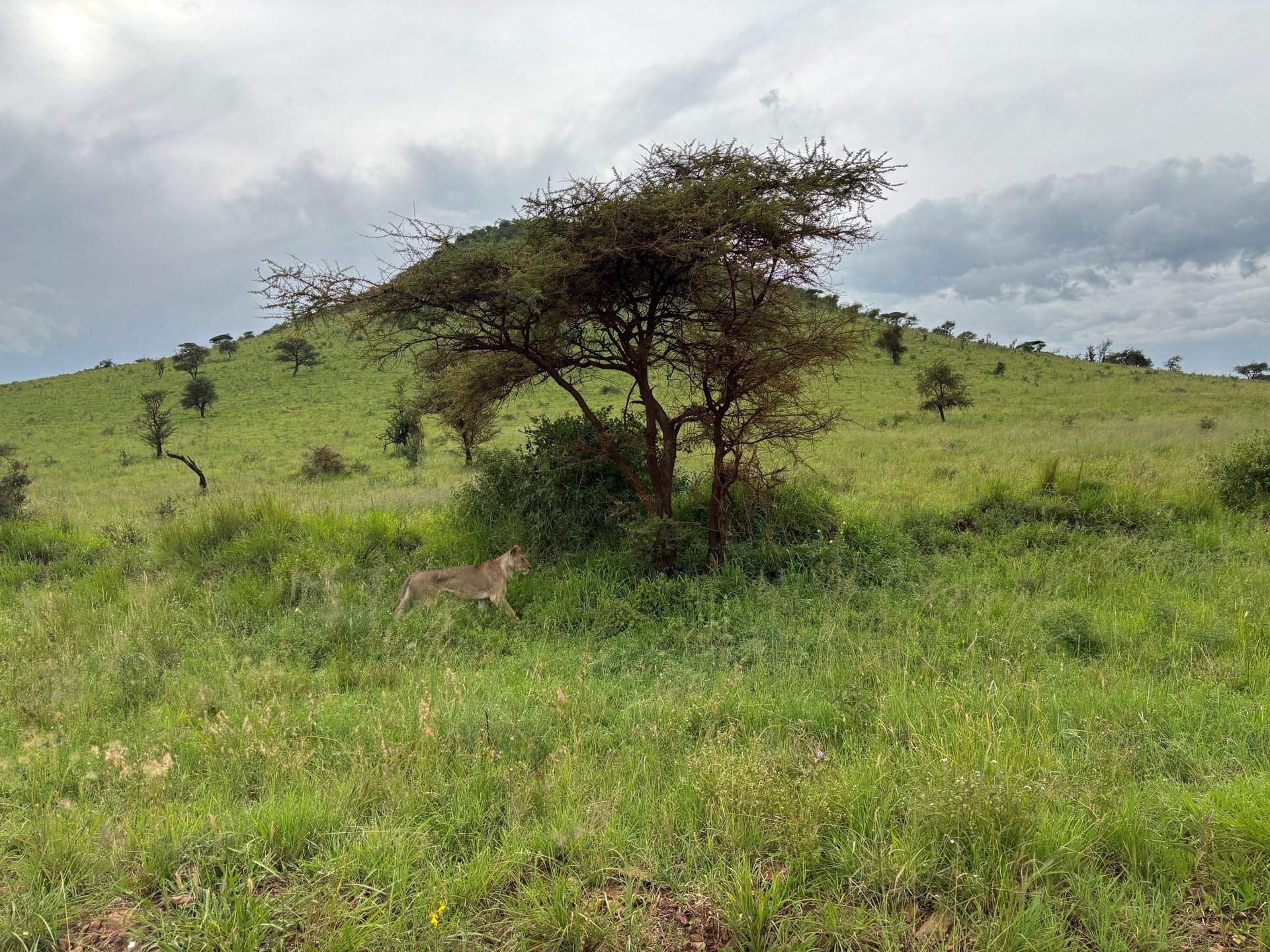 Lioness walking under an acacia tree against a green Serengeti hillside