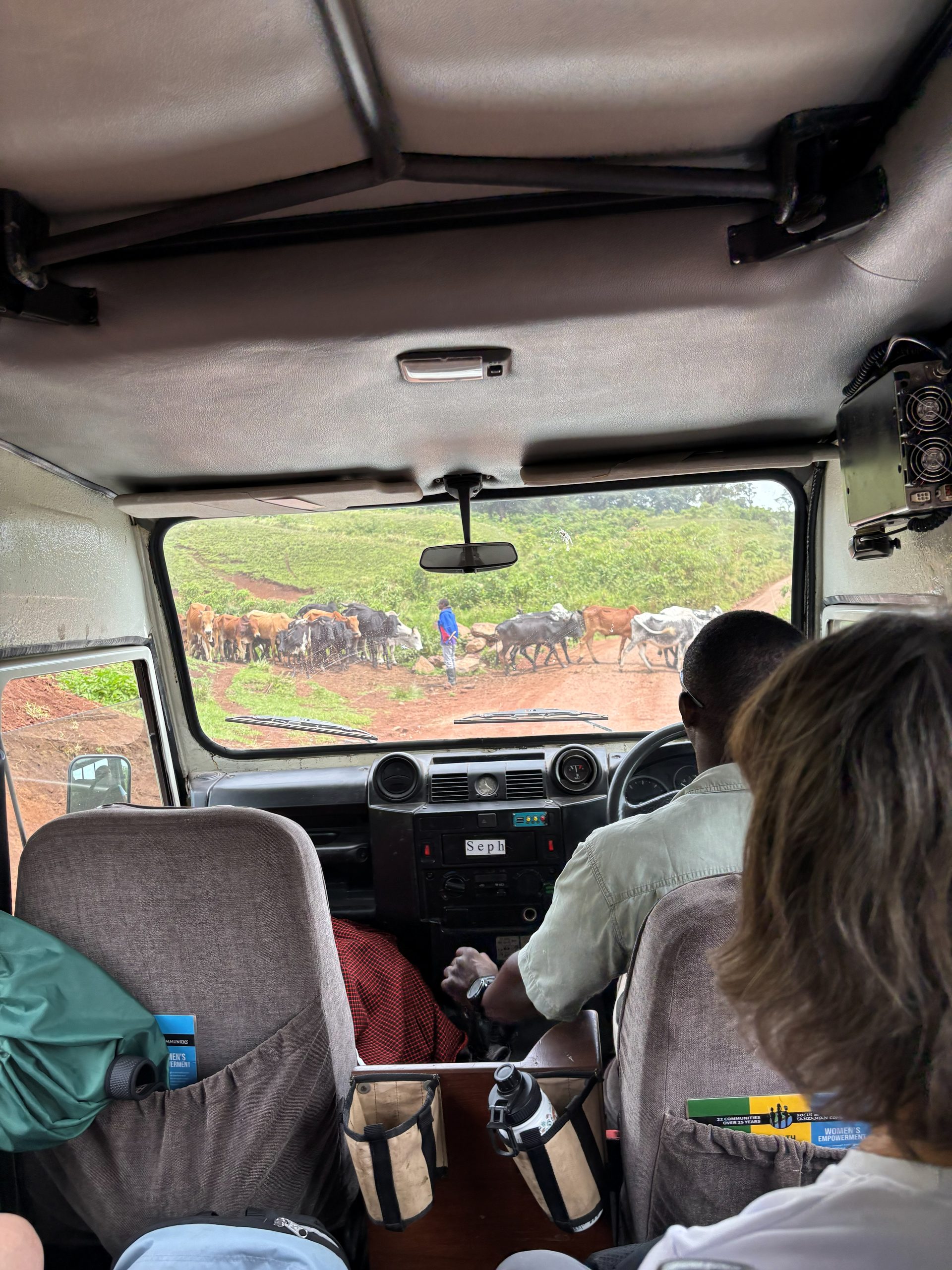 Maasai herder moving cattle across the road, viewed through the truck windshield