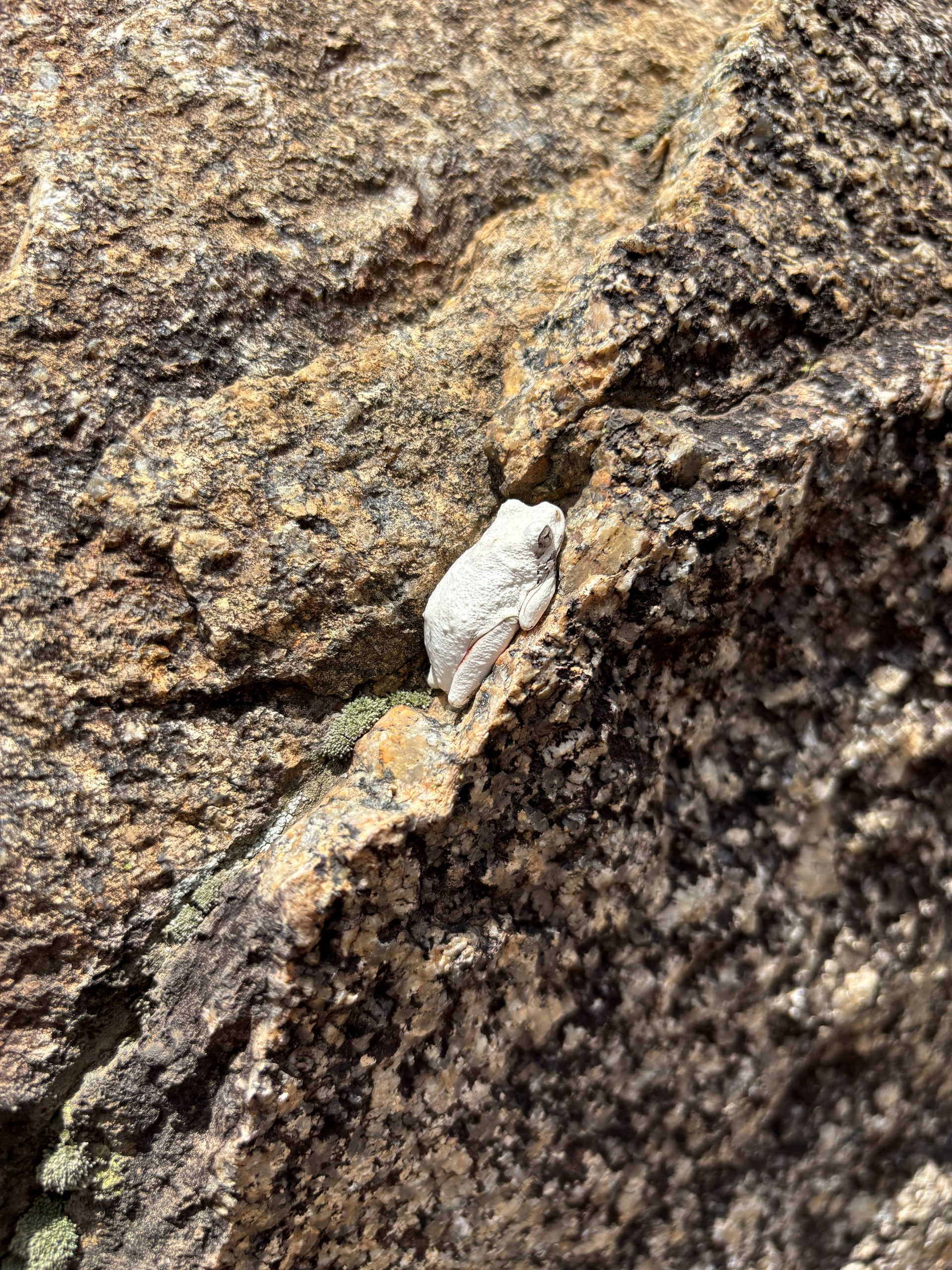 A tiny pale grey foam-nest tree frog tucked into a crevice in the Gong Rock granite face — almost invisible against the rock